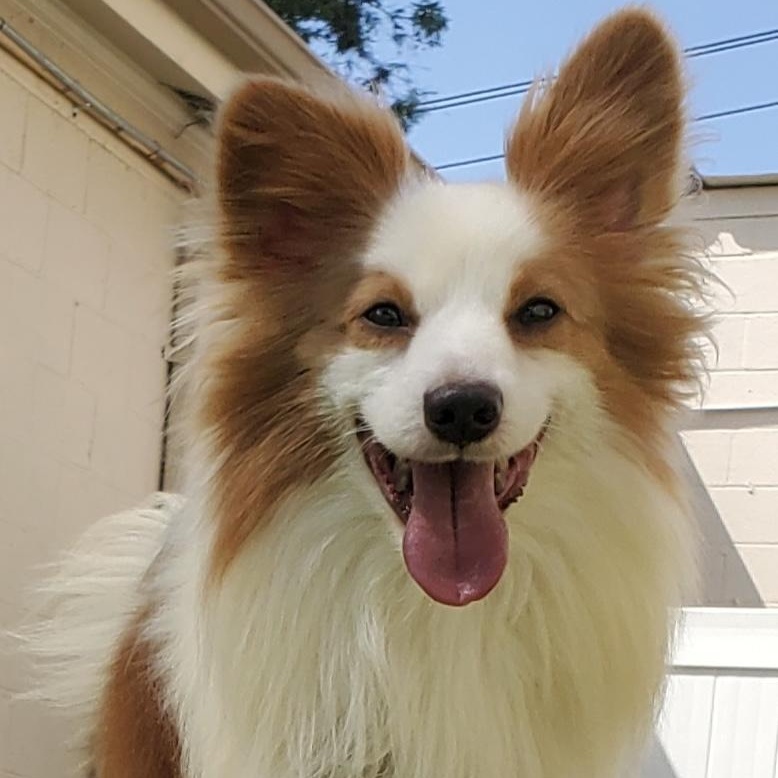 Link, a Adoptable mixed breed image 1/3