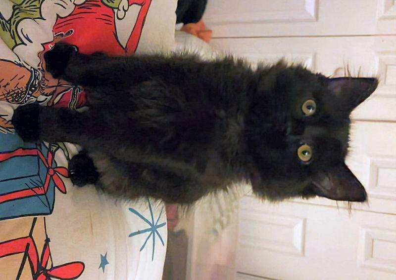 Enlarge Fancy Nancy, a Adopted Domestic Long Hair in Knoxville, TN image 2/3