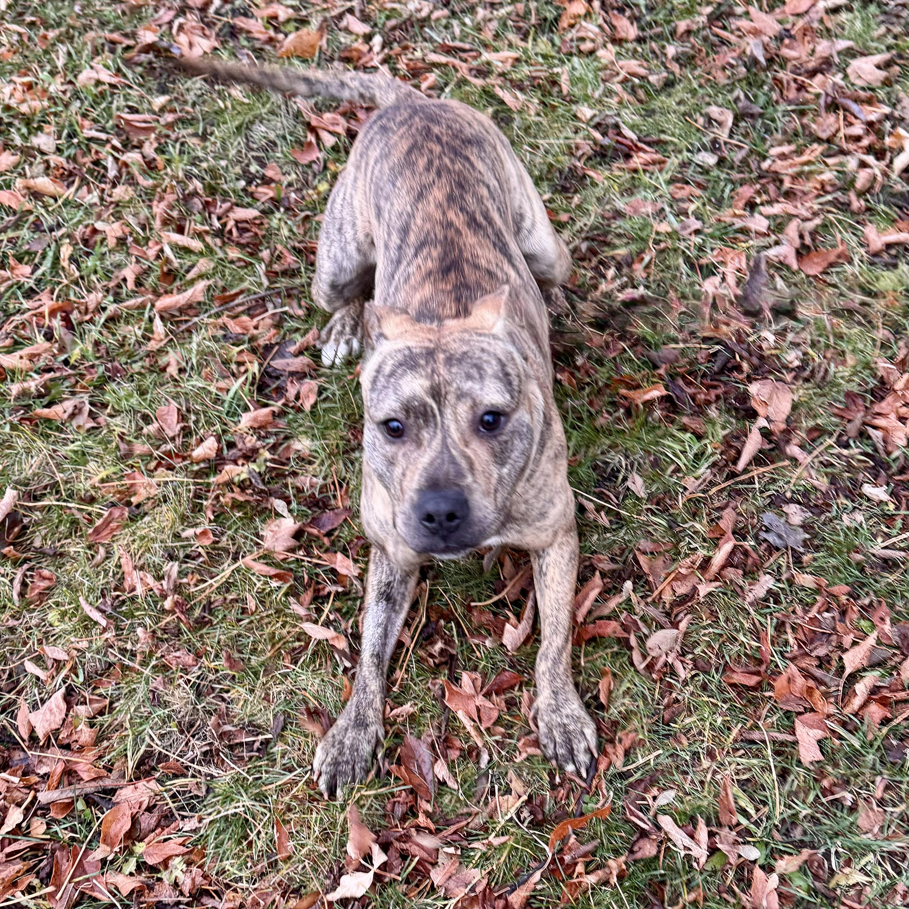 Sir Gobbleot, a Adoptable Mixed Breed in Midland, MI image 3/5