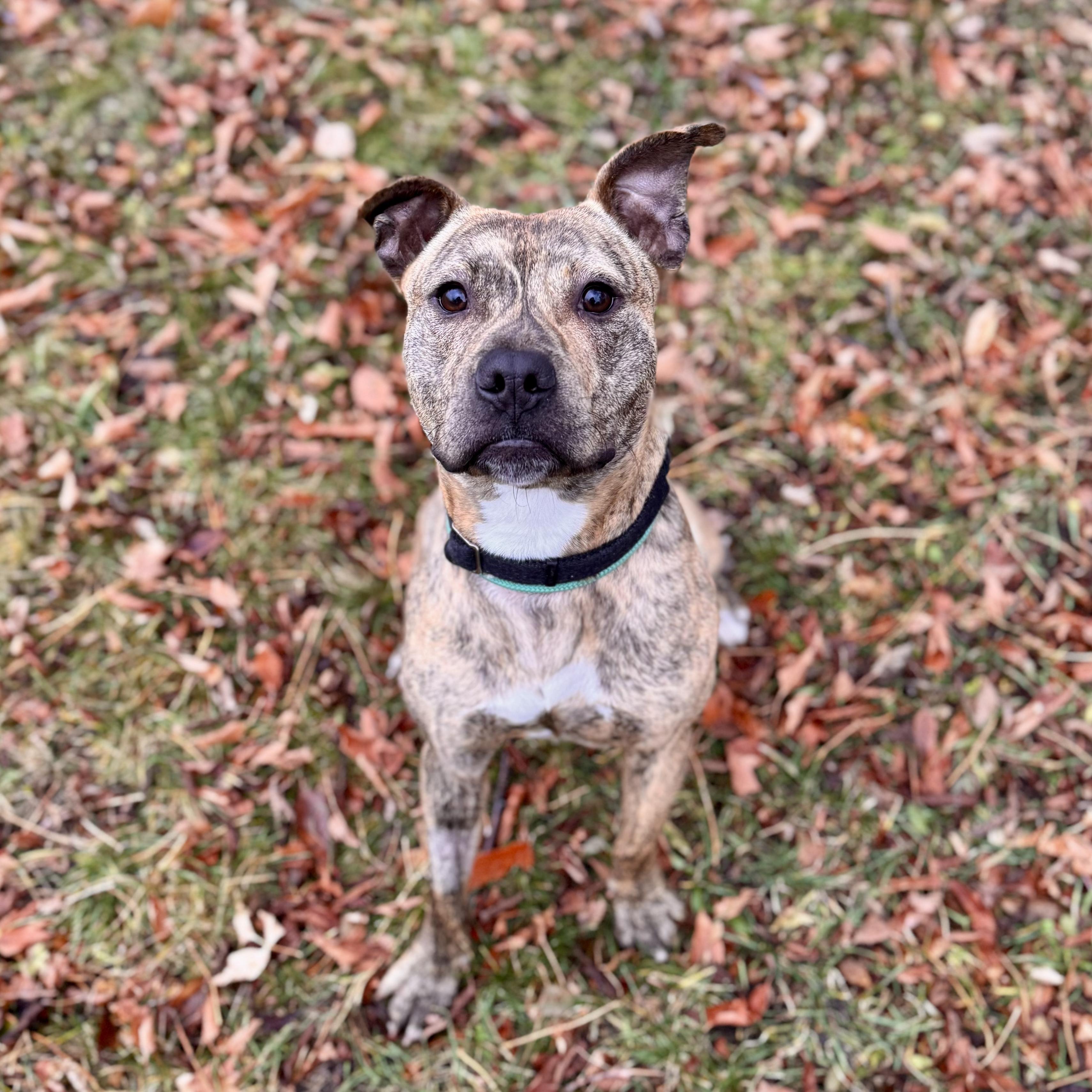 Sir Gobbleot, a Adoptable Mixed Breed in Midland, MI image 5/5