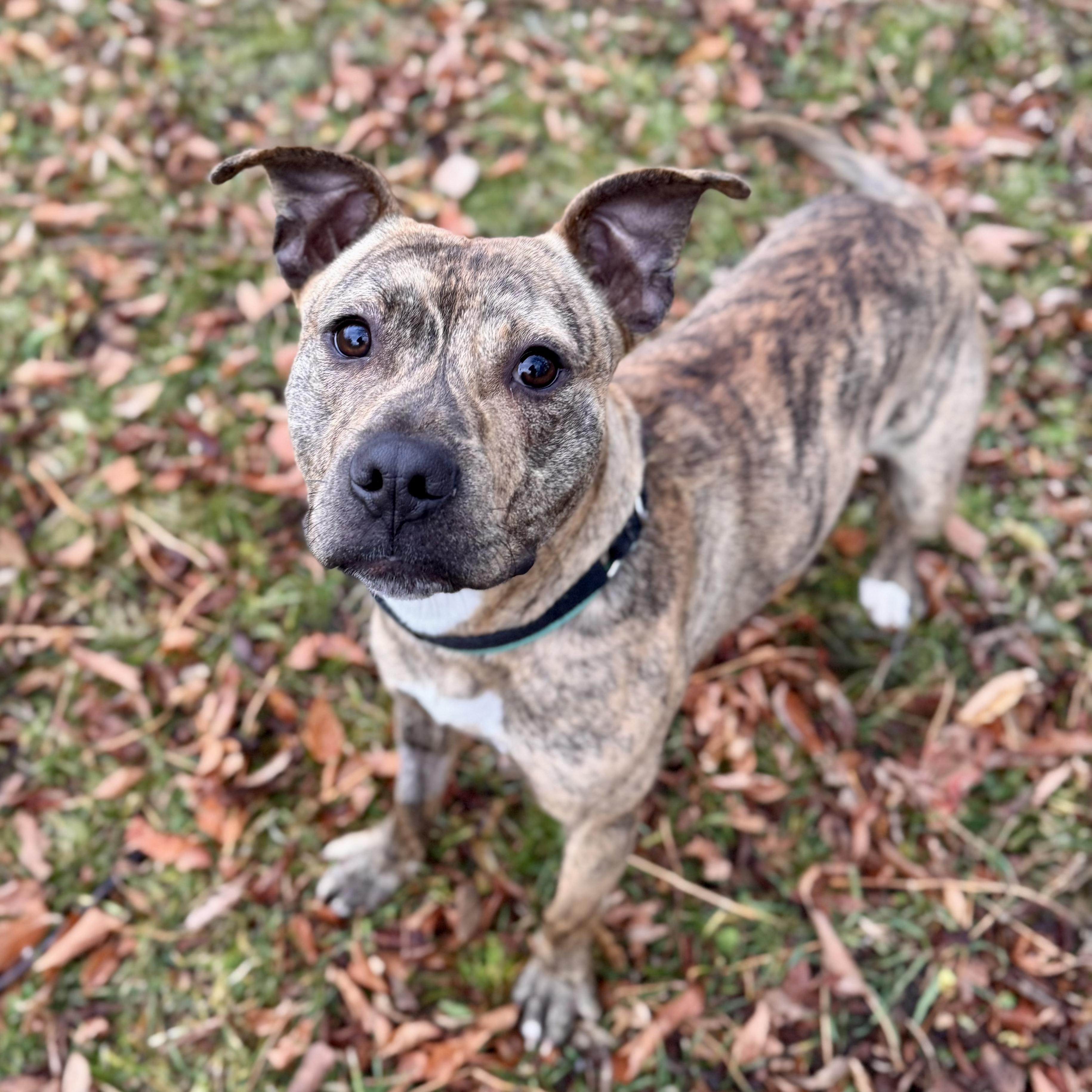 Sir Gobbleot, a Adoptable Mixed Breed in Midland, MI image 4/5