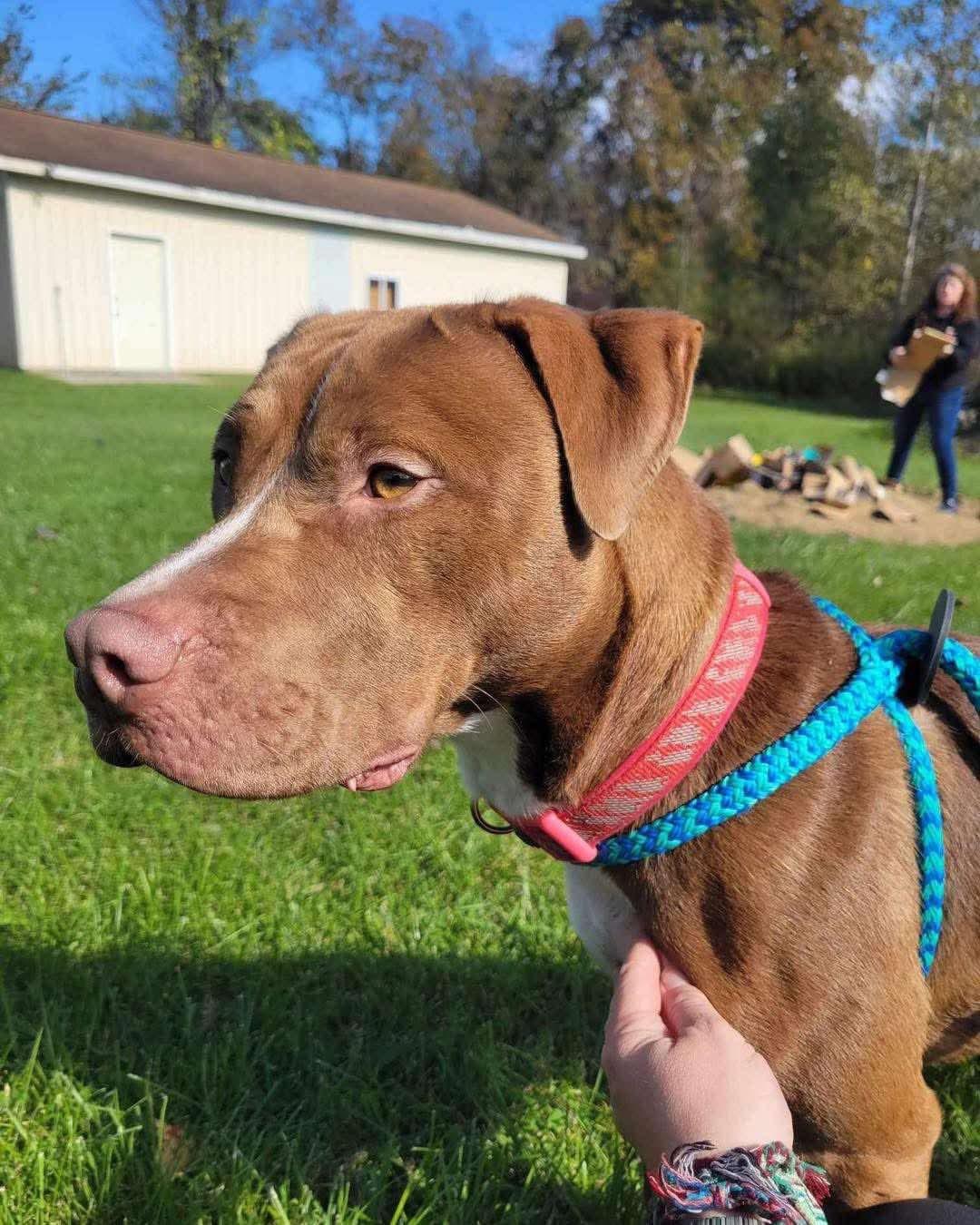 Mac, an adoptable Pit Bull Terrier in Mount Morris, MI, 48458 | Photo Image 4