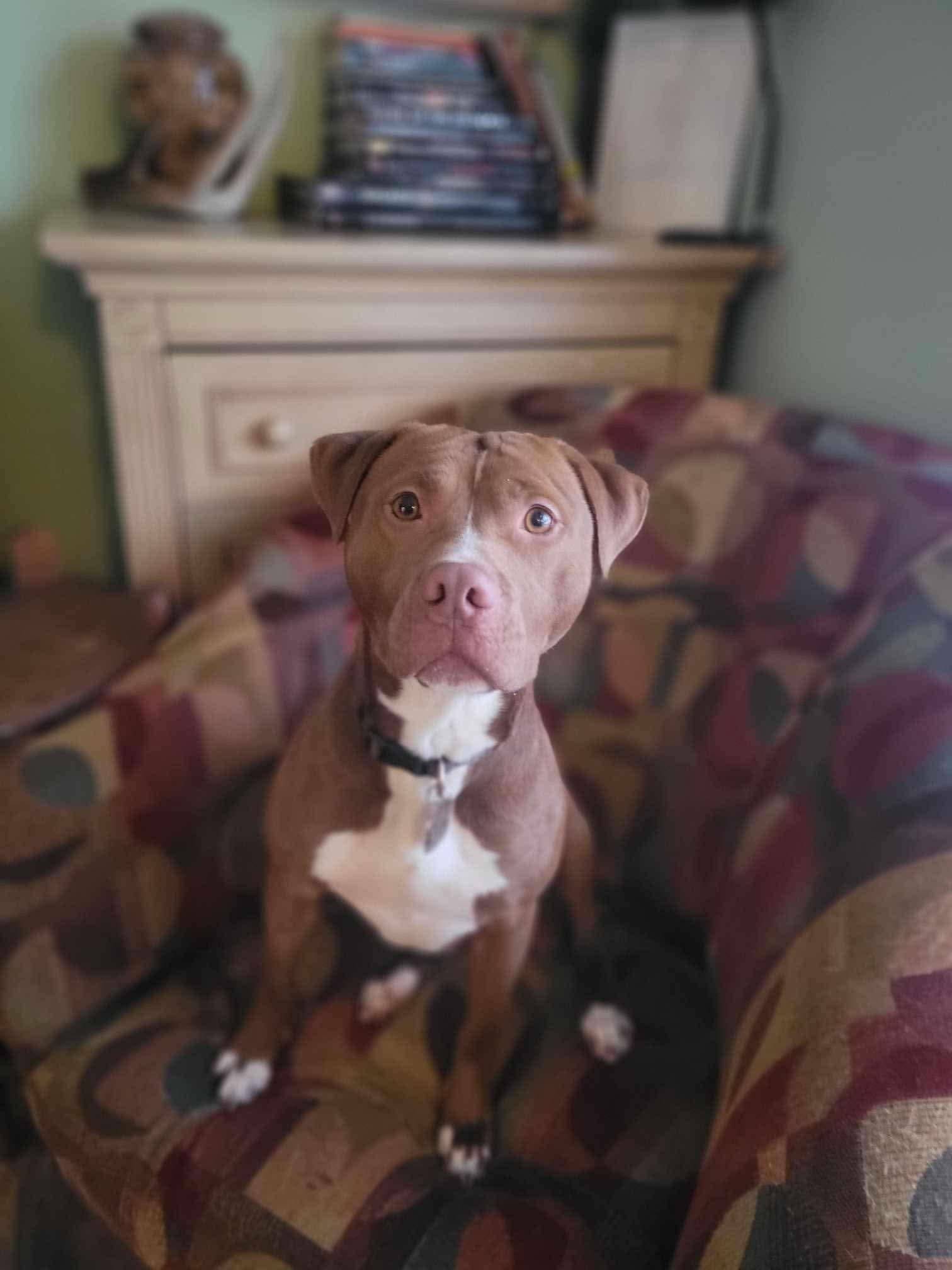 Mac, an adoptable Pit Bull Terrier in Mount Morris, MI, 48458 | Photo Image 3