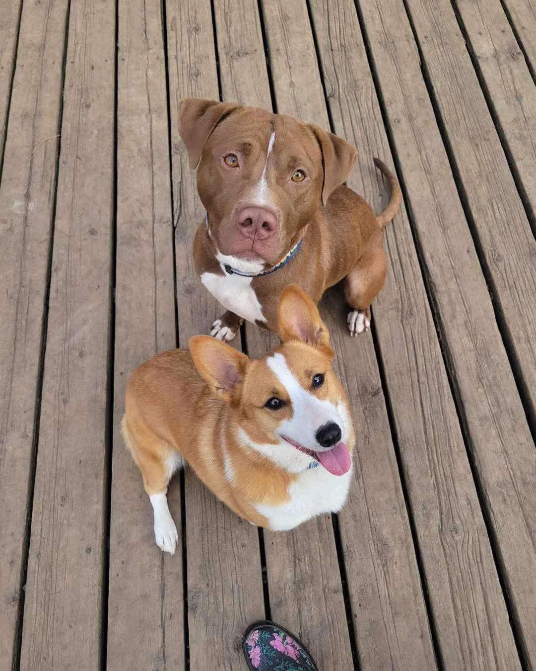 Mac, an adoptable Pit Bull Terrier in Mount Morris, MI, 48458 | Photo Image 2