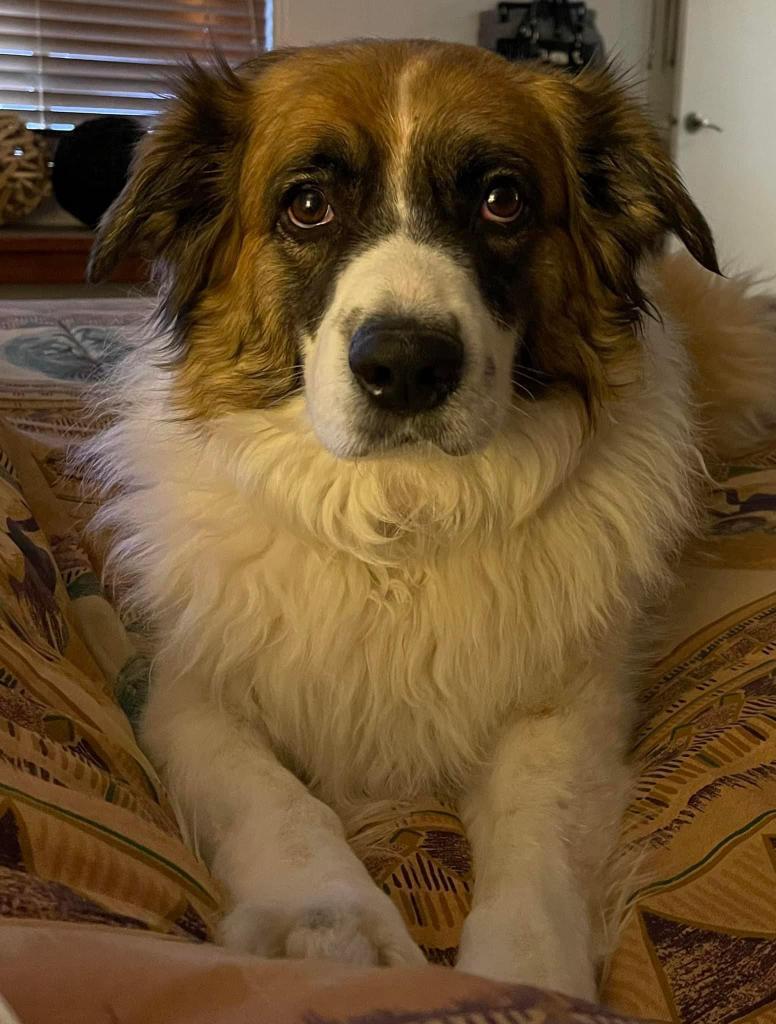 Daisy Floof, a Adoptable mixed breed in Gilbert, AZ image 1/4