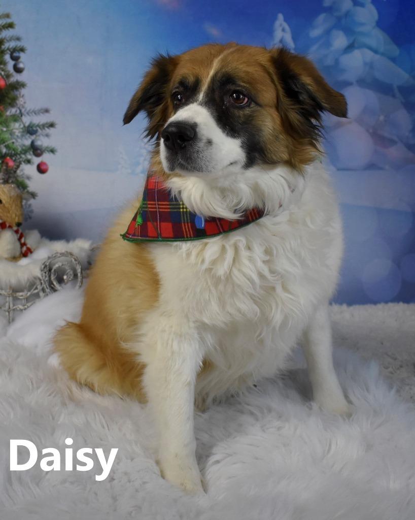 Daisy Floof, a Adoptable mixed breed in Gilbert, AZ image 2/4