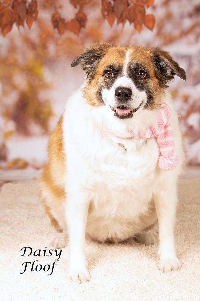 Daisy Floof, a Adoptable mixed breed in Gilbert, AZ image 3/4