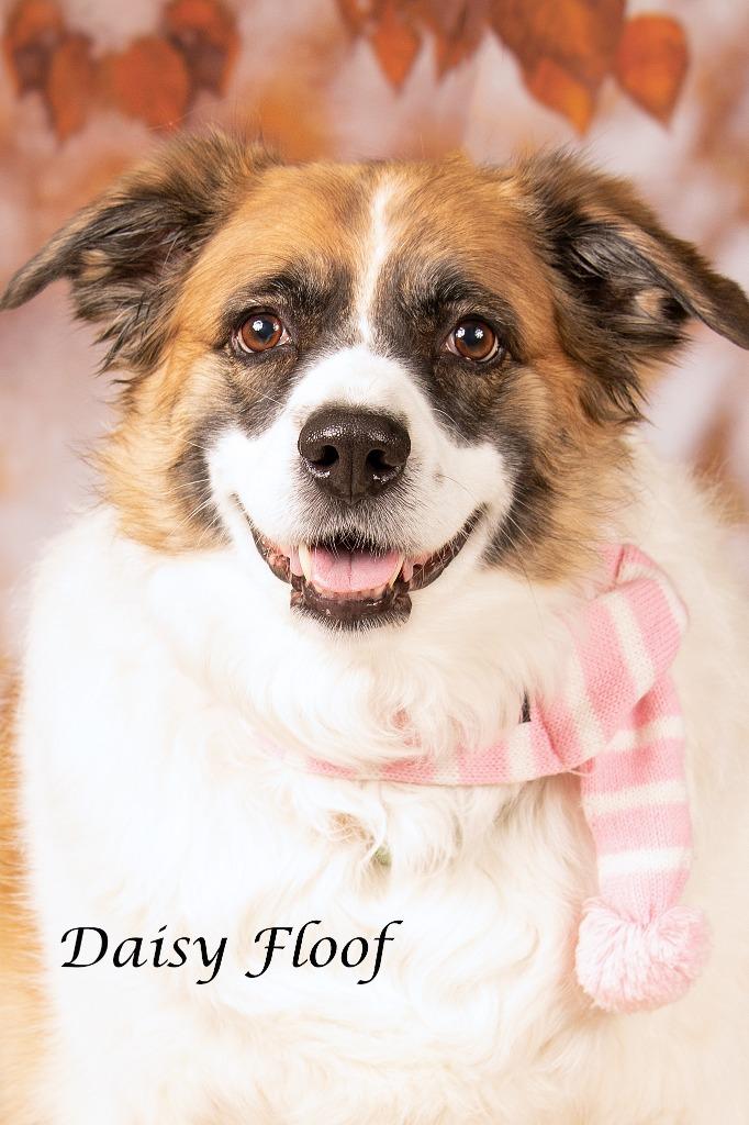 Daisy Floof, a Adoptable mixed breed in Gilbert, AZ image 4/4