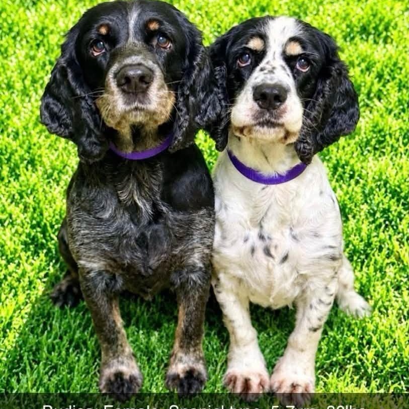 Budica and Athena, Adoptable, Adult Female Cocker Spaniel.