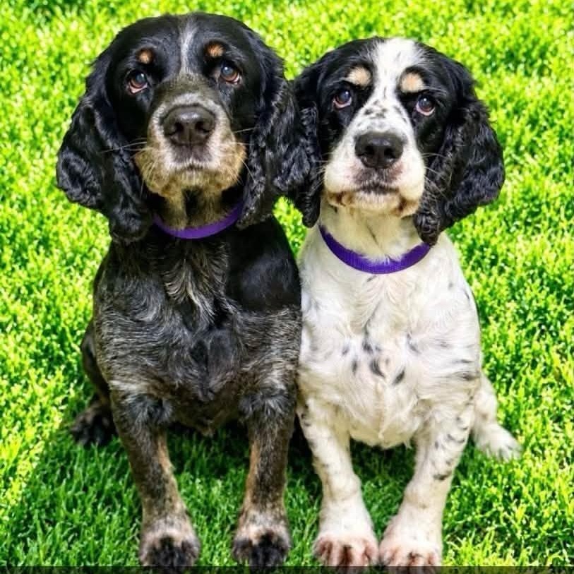 Enlarge Budica and Athena, a Adoptable mixed breed in Battle Creek, MI image 1/1