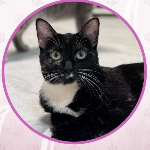 Chevelle, Adoptable, Young Female Domestic Short Hair.