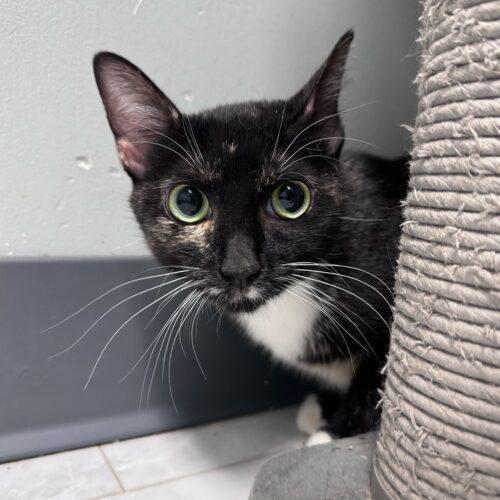 Enlarge Chevelle, a Adoptable Domestic Short Hair in Toms River, NJ image 2/5