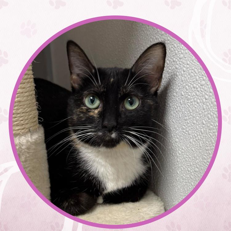 Enlarge Chevelle, a Adoptable Domestic Short Hair in Toms River, NJ image 3/6