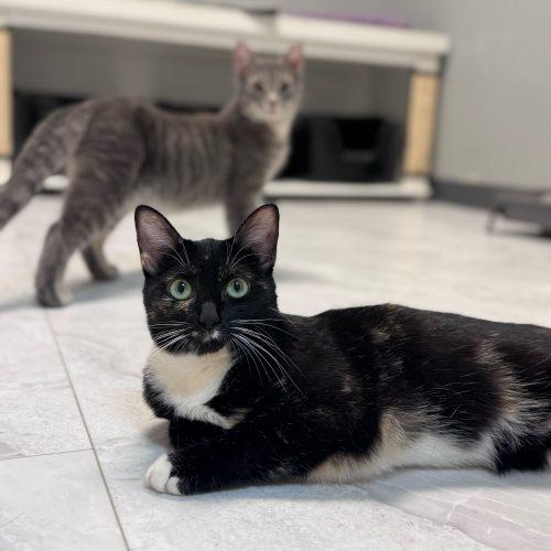 Enlarge Chevelle, a Adoptable Domestic Short Hair in Toms River, NJ image 3/5