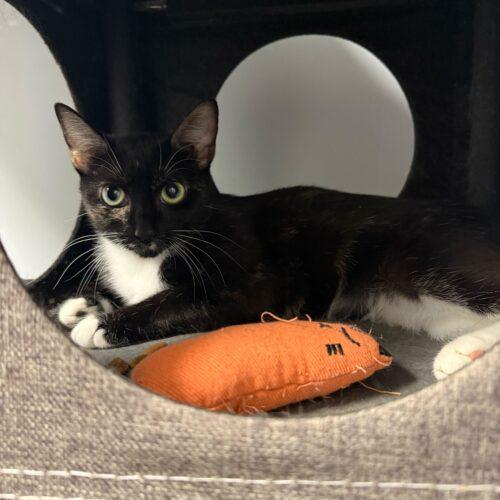 Enlarge Chevelle, a Adoptable Domestic Short Hair in Toms River, NJ image 4/5