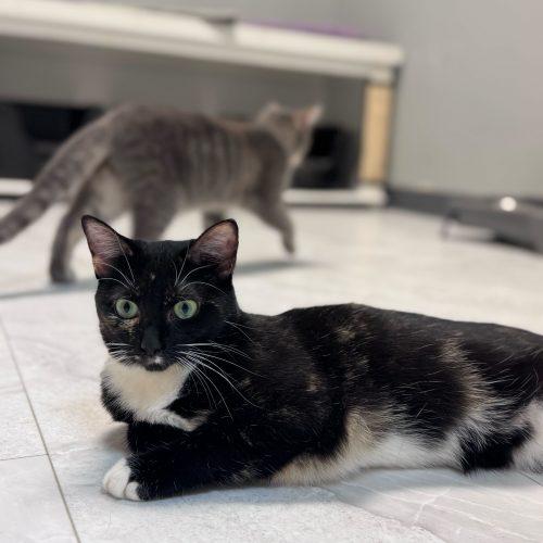 Enlarge Chevelle, a Adoptable Domestic Short Hair in Toms River, NJ image 5/5