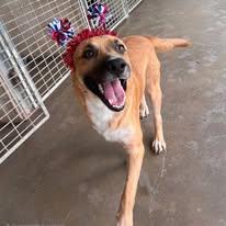 Gus, a Adoptable mixed breed in Port Lavaca, TX image 1/3