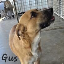 Gus, a Adoptable mixed breed in Port Lavaca, TX image 3/3