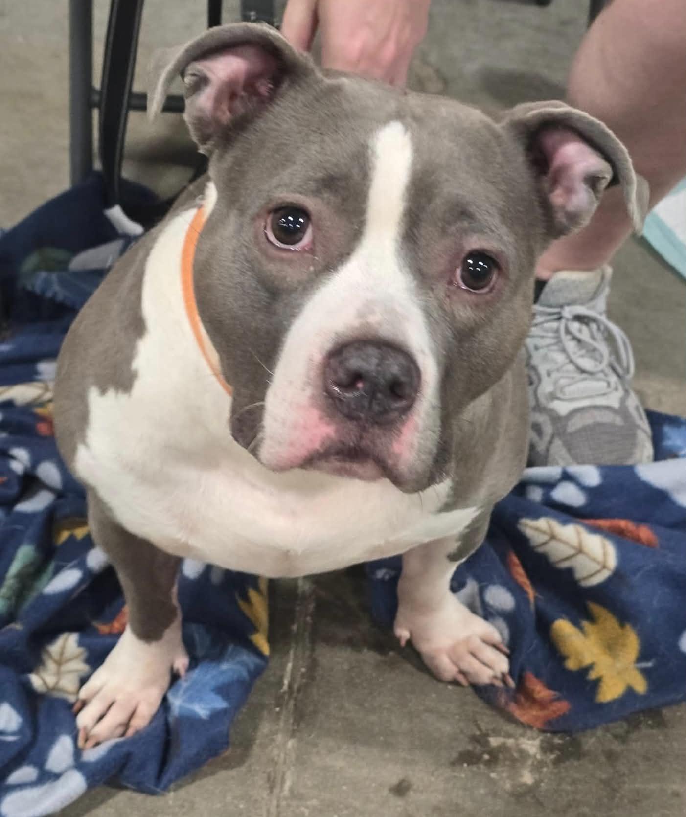 Zina (in a FOSTER home), a Adoptable mixed breed in Springfield, IL image 1/4