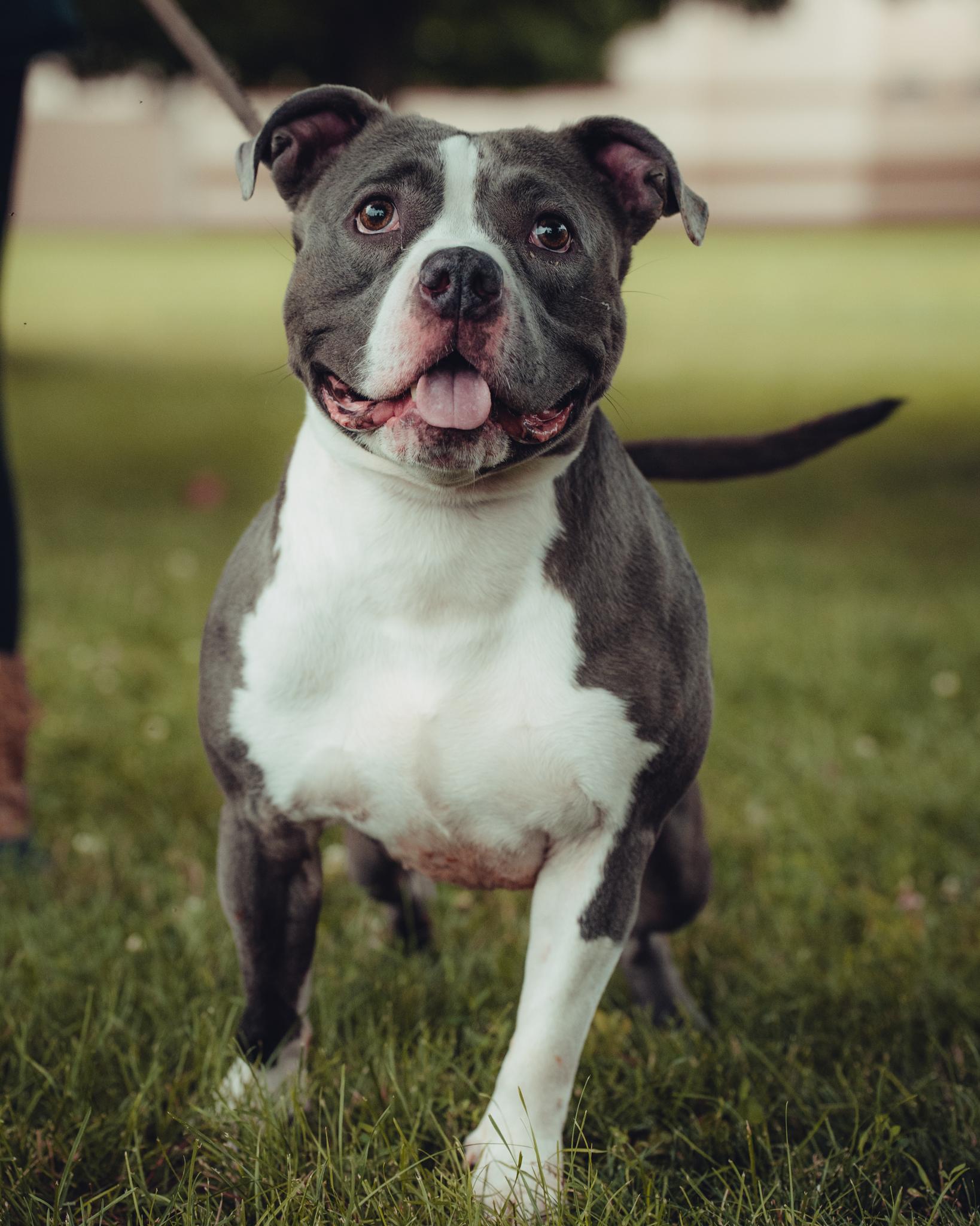 Enlarge Zina (in a FOSTER home), a Adoptable mixed breed in Springfield, IL image 1/3