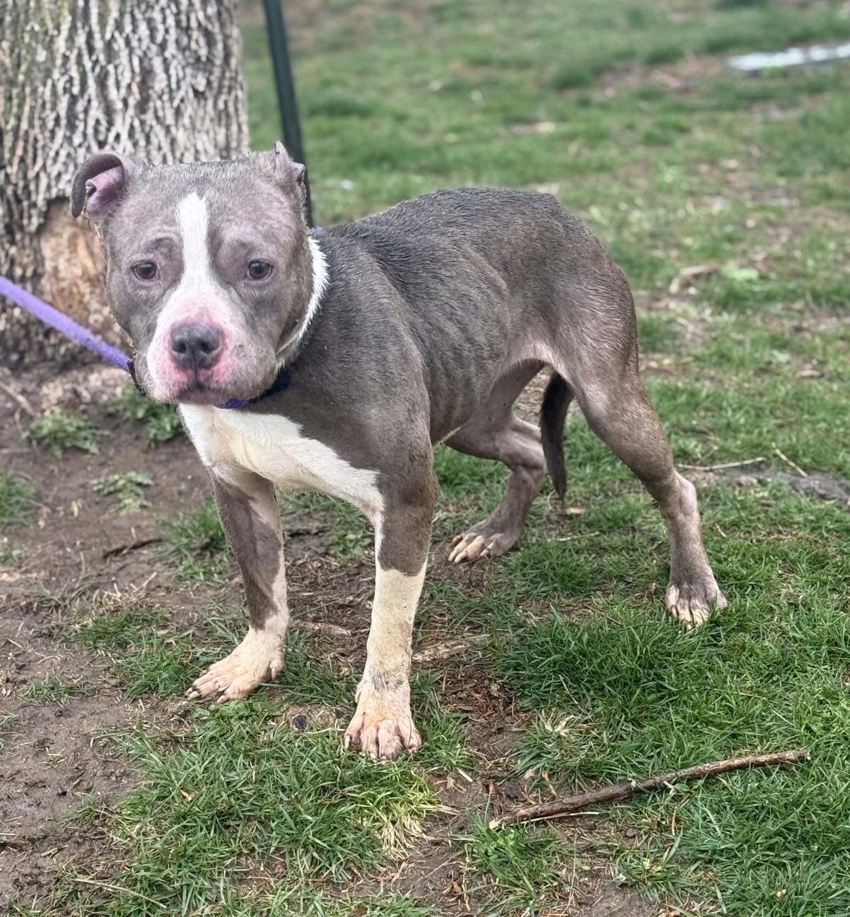 Enlarge Zina (in a FOSTER home), a Adoptable mixed breed in Springfield, IL image 3/3