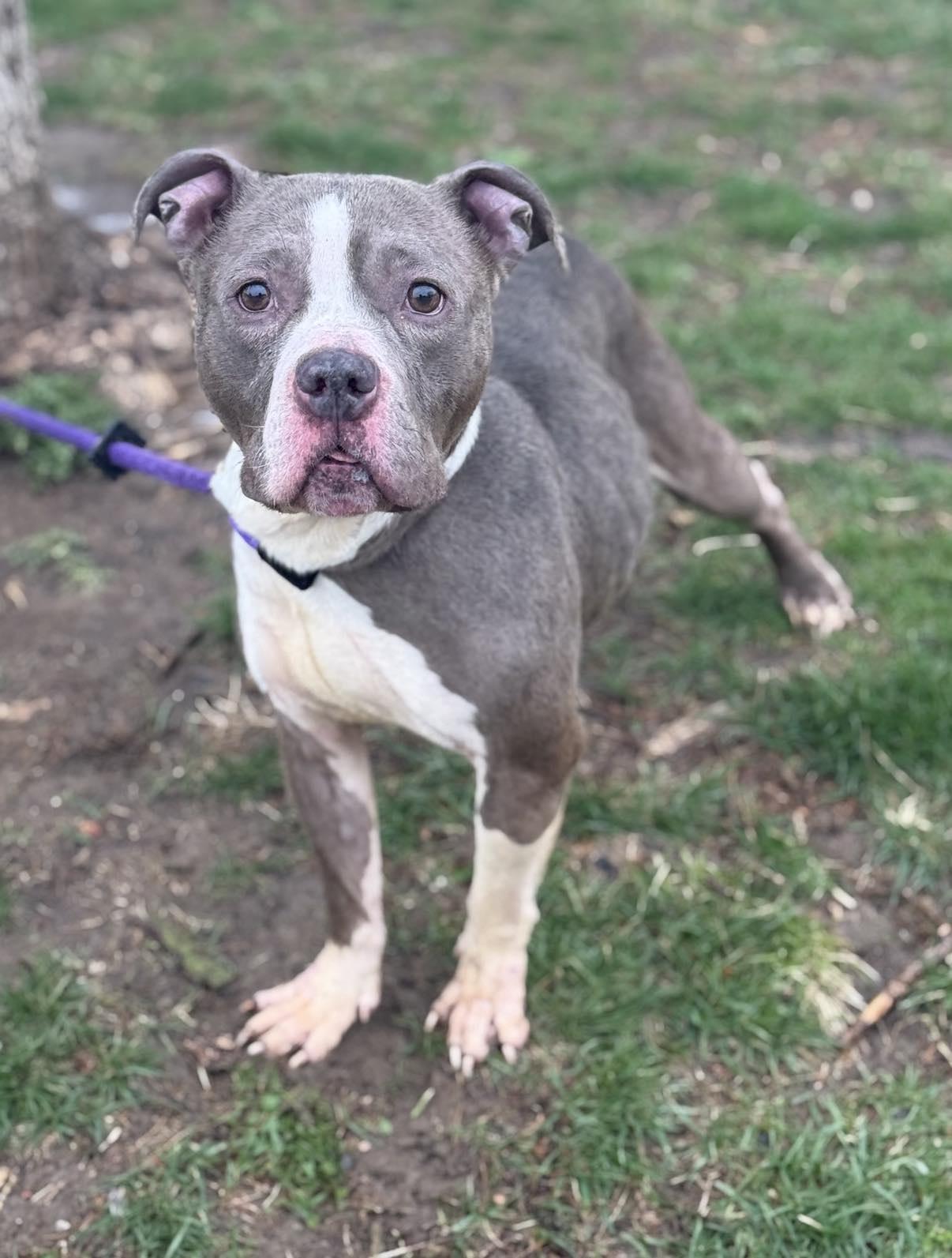 Enlarge Zina (in a FOSTER home), a Adoptable mixed breed in Springfield, IL image 2/3