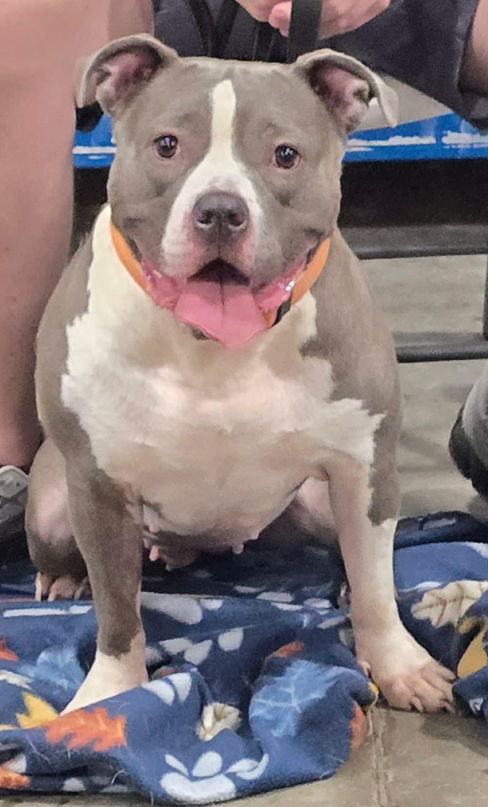 Zina (in a FOSTER home), a Adoptable mixed breed in Springfield, IL image 2/4