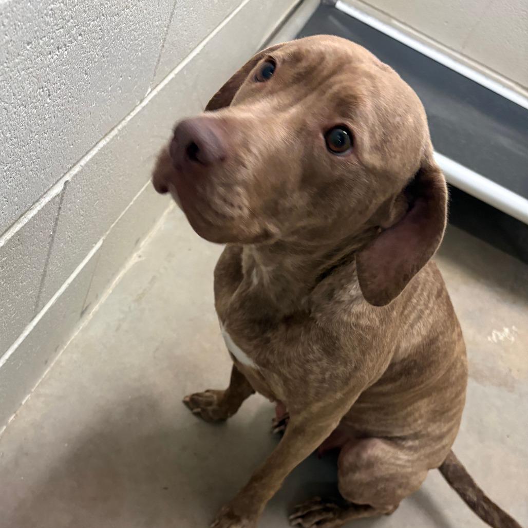 Stella - 120926T, Adoptable, Adult Female Pit Bull Terrier.