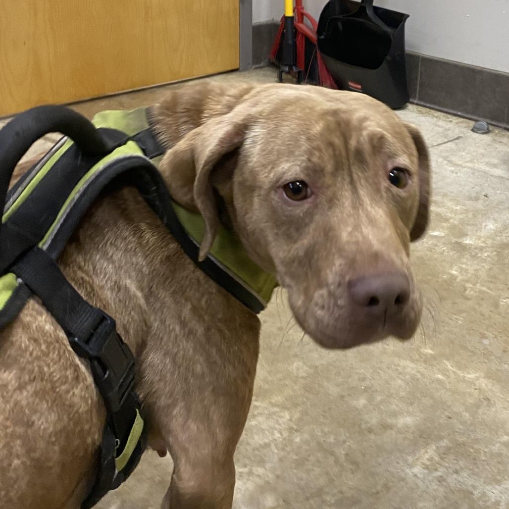 Enlarge Stella - 120926T, a Adoptable mixed breed in Tupelo, MS image 2/3