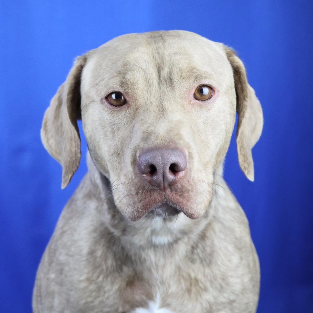 Enlarge Stella - 120926T, a Adoptable mixed breed in Tupelo, MS image 3/3