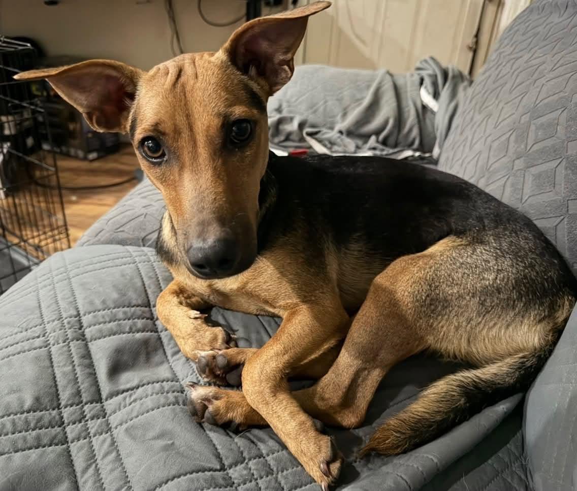 Enlarge Ella, a Adoptable mixed breed in Pittsburg, PA image 5/6