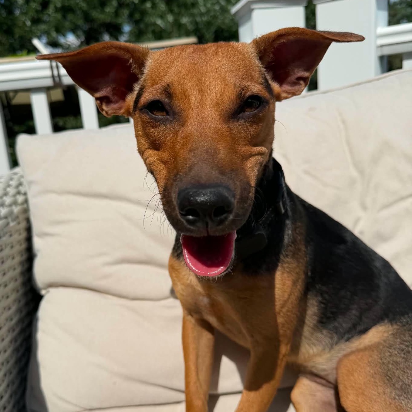 Enlarge Ella, a Adoptable mixed breed in Pittsburg, PA image 2/6