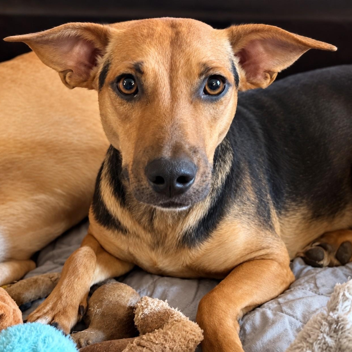 Enlarge Ella, a Adoptable mixed breed in Pittsburg, PA image 1/6