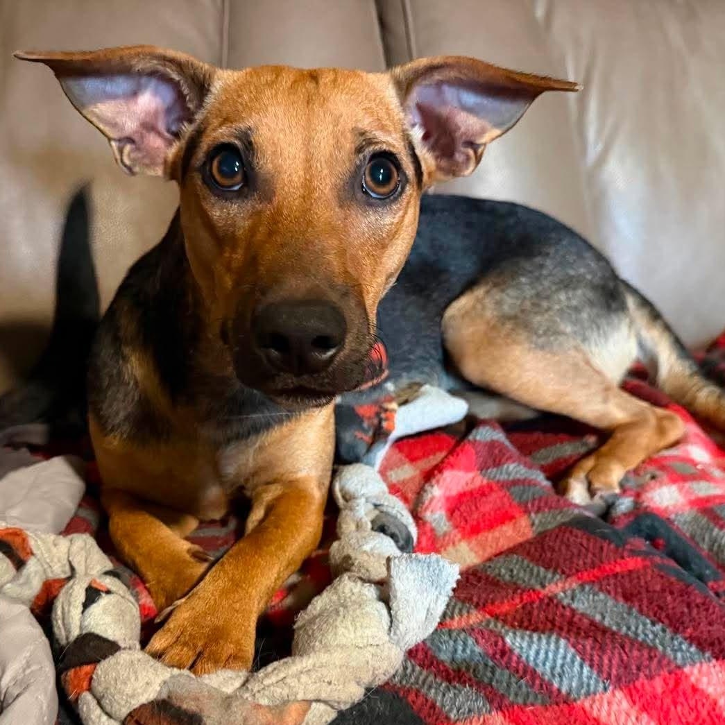 Enlarge Ella, a Adoptable mixed breed in Pittsburg, PA image 3/6