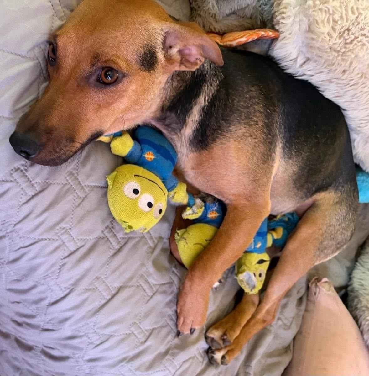 Enlarge Ella, a Adoptable mixed breed in Pittsburg, PA image 6/6