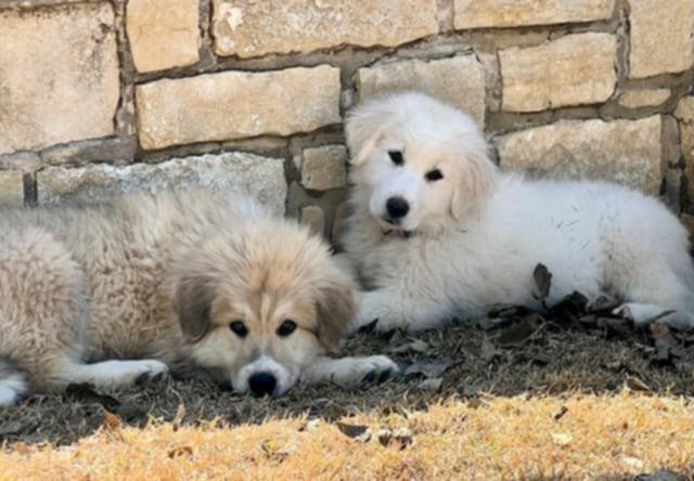 Enlarge Boomer SAT AN Newman, a Adopted mixed breed in Quinlan, TX image 1/4