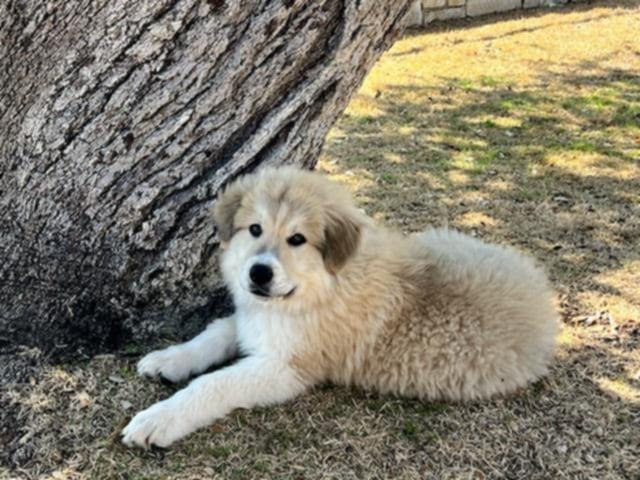Enlarge Boomer SAT AN Newman, a Adopted mixed breed in Quinlan, TX image 2/4