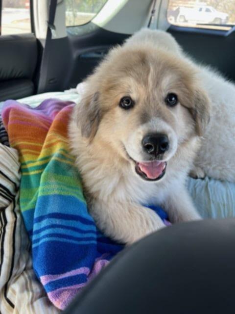 Enlarge Boomer SAT AN Newman, a Adopted mixed breed in Quinlan, TX image 3/4