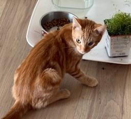 Clementine: A Resilient, Sunny-Loving Ginger Kitty, a ADOPTABLE Domestic Short Hair in Prescott, AZ image 3/4