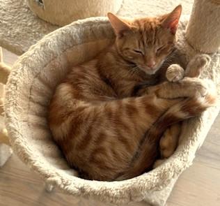 Clementine: A Resilient, Sunny-Loving Ginger Kitty, ADOPTABLE, Young Female Domestic Short Hair.