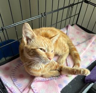 Clementine: A Resilient, Sunny-Loving Ginger Kitty, a ADOPTABLE Domestic Short Hair in Prescott, AZ image 4/4