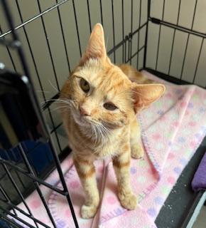 Clementine: A Resilient, Sunny-Loving Ginger Kitty, a ADOPTABLE Domestic Short Hair in Prescott, AZ image 2/4