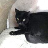 Juno, an adoptable Domestic Short Hair in Long Beach, WA image 1/3