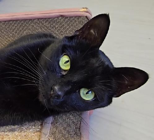 Juno, an adoptable Domestic Short Hair in Long Beach, WA image 2/3