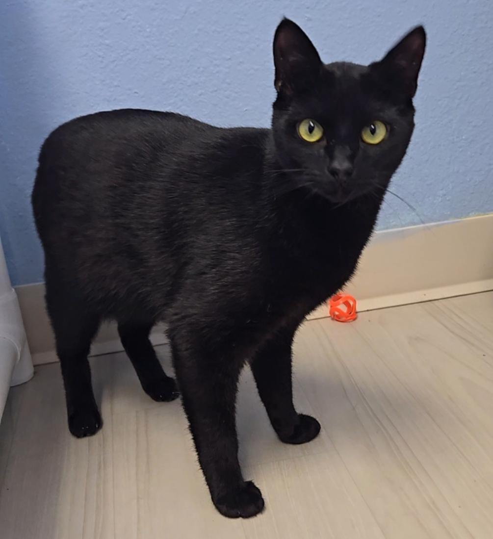 Juno, an adoptable Domestic Short Hair in Long Beach, WA image 3/3