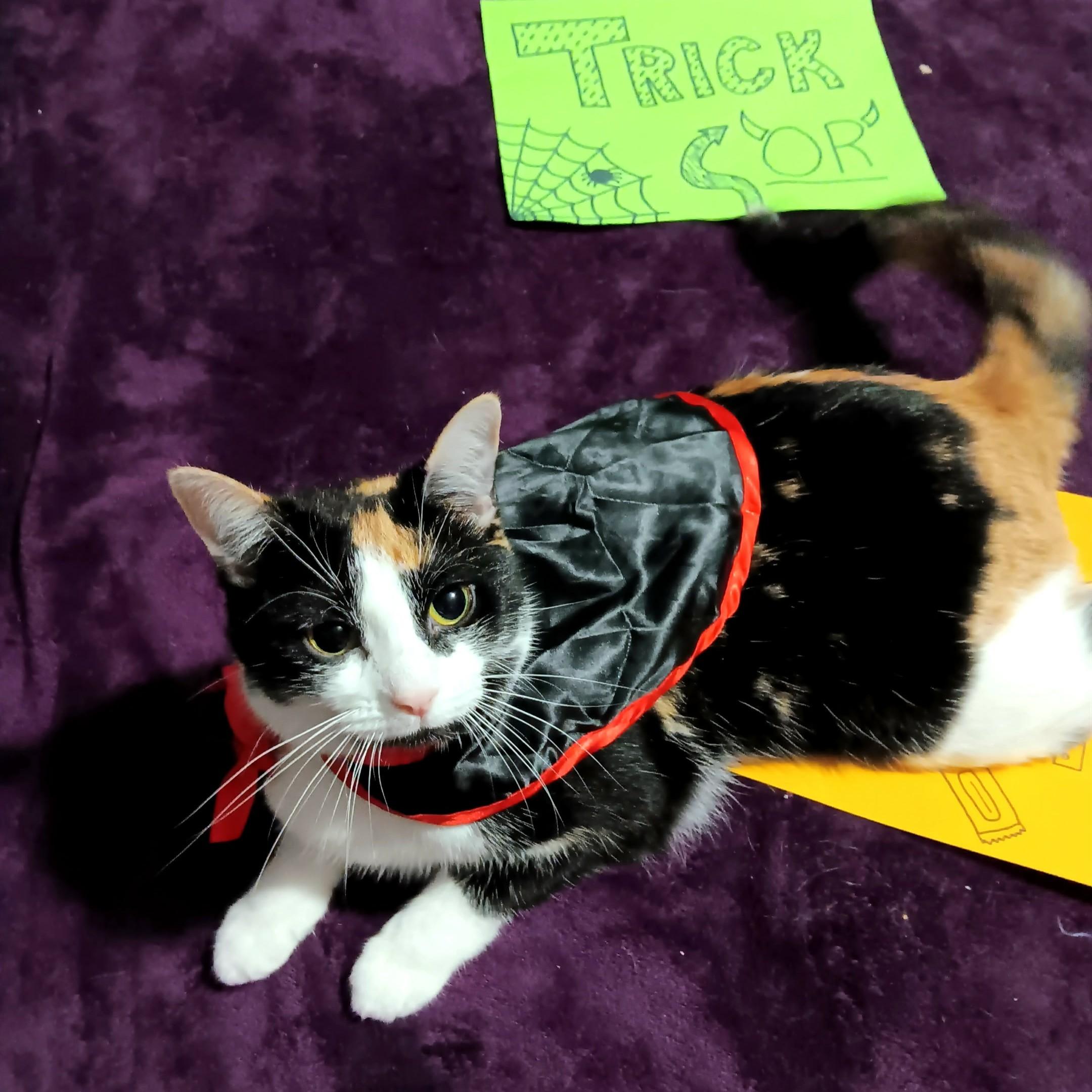 Maple, Adoptable, Young Female Domestic Short Hair.