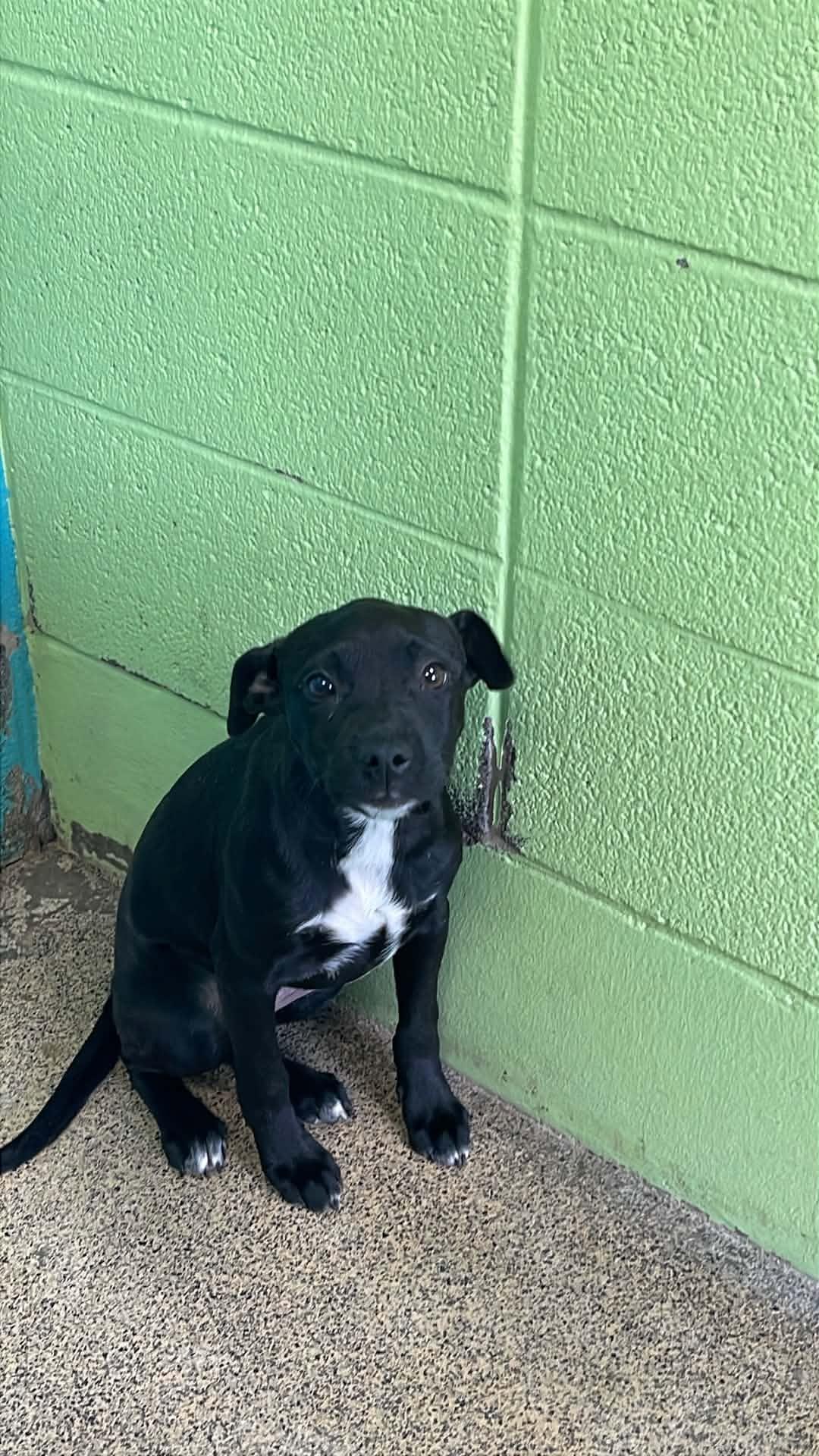 Tinsley, adopted, Puppy Female Bulldog.