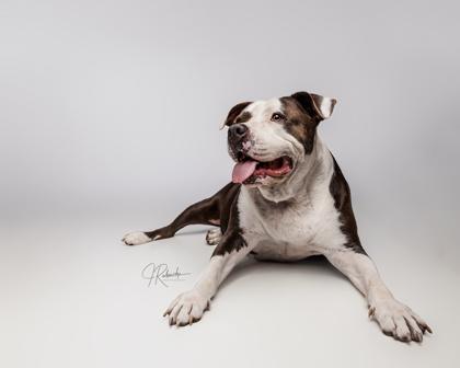 Enlarge Phoebe, a ADOPTABLE mixed breed in Inverness, FL image 3/4
