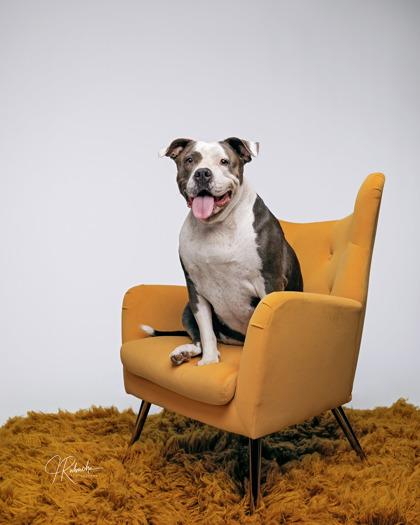 Enlarge Phoebe, a ADOPTABLE mixed breed in Inverness, FL image 1/4
