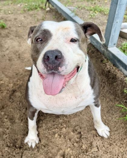 Enlarge Phoebe, a ADOPTABLE mixed breed in Inverness, FL image 4/4